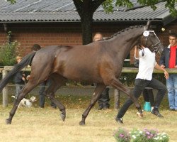 broodmare Mooslicht (Trakehner, 2009, from Imperio 3)