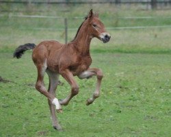 Springpferd St. Jimmy SR Z (Zangersheide Reitpferd, 2014, von Hunters Scendro)