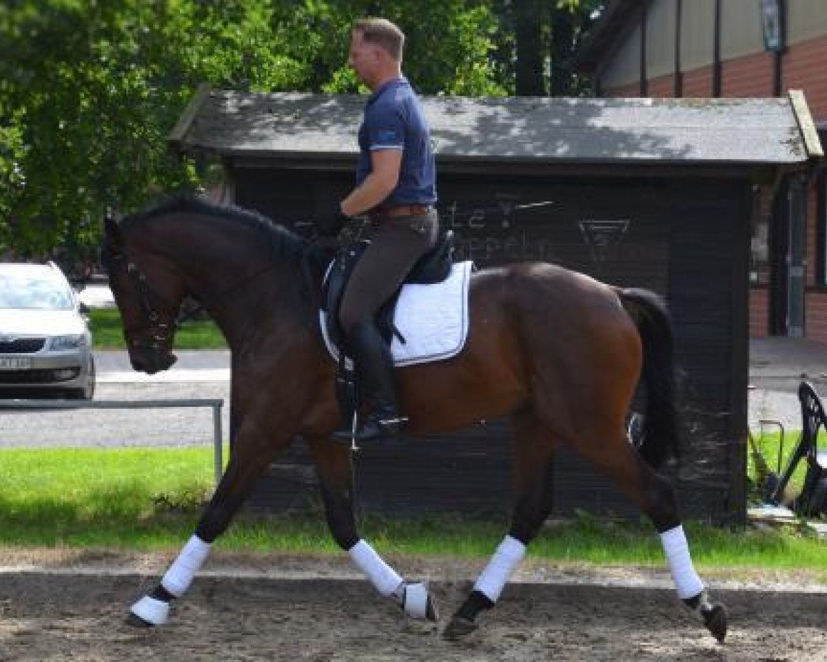 dressage horse Lorbass 113 (Trakehner, 2012, from Saint Cyr)