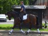 dressage horse Lorbass 113 (Trakehner, 2012, from Saint Cyr)