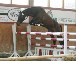 Springpferd Haakon (Trakehner, 2012, von Abendtanz)