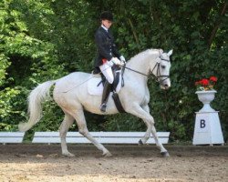 dressage horse Sinnhöfen (Trakehner, 2005, from Schoenbrunn)