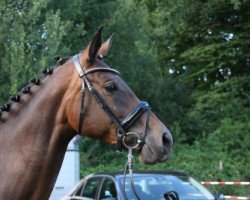 Zuchtstute Christmas Time (Trakehner,  , von Heops)