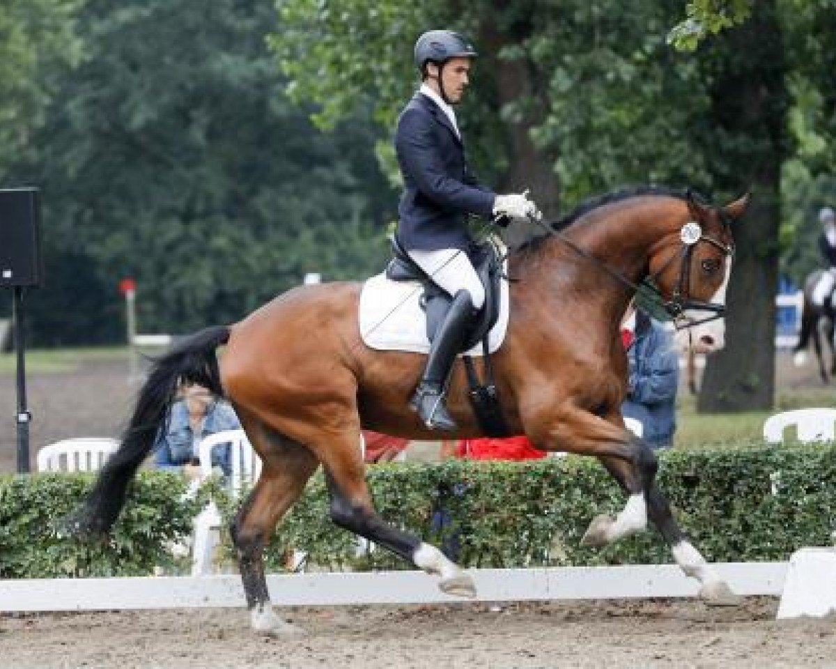 dressage horse Keep Smiling 31 (Trakehner, 2012, from Sidney Bay)