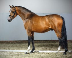 dressage horse Cavalito 6 (German Riding Pony, 2013, from FS Champion de Luxe)