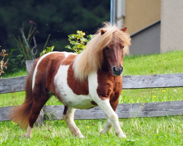 broodmare Papillion Firefly el Saraja (Shetland pony (under 87 cm), 2010, from Cwmhen Emperor)