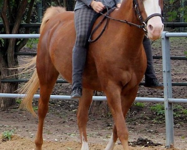 broodmare Nadin (German Riding Pony, 1996, from Durello)