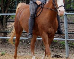 broodmare Nadin (German Riding Pony, 1996, from Durello)