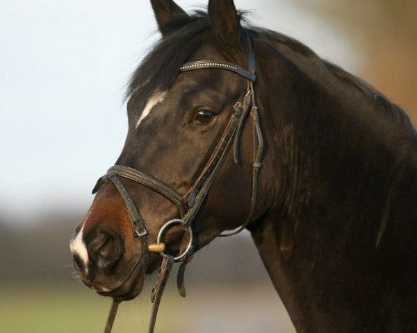 Zuchtstute Aisha (Trakehner, 2008, von Hohenstein I)