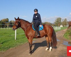 horse Engy (Freiberger, 2013, from Cookies)