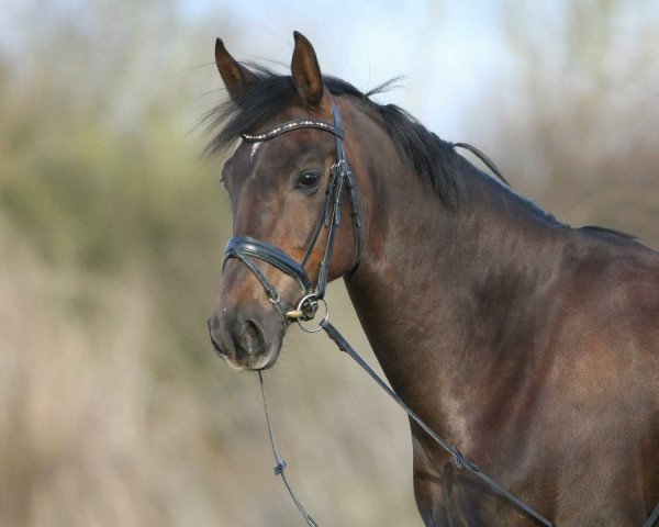 Springpferd Faakira (Hannoveraner, 2007, von Fidertanz)