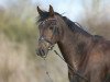 jumper Faakira (Hanoverian, 2007, from Fidertanz)