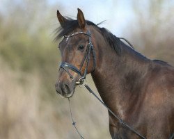 jumper Faakira (Hanoverian, 2007, from Fidertanz)