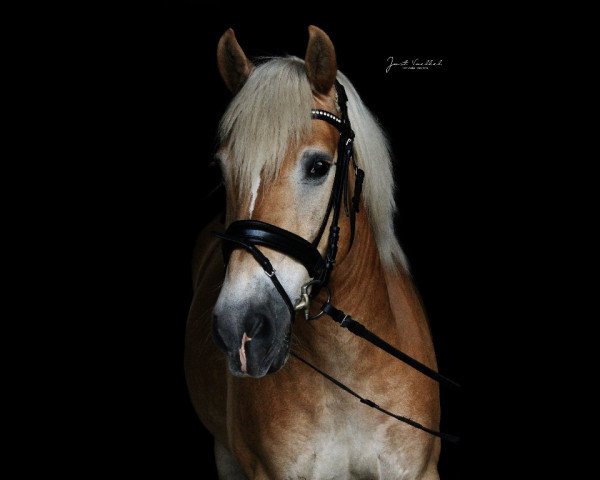 dressage horse Nathan (1,57% ox) (Edelbluthaflinger, 2002, from Nostradamus)