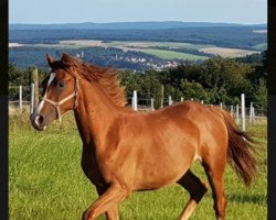 Springpferd Malien (Deutsches Sportpferd, 2015, von Samico F)