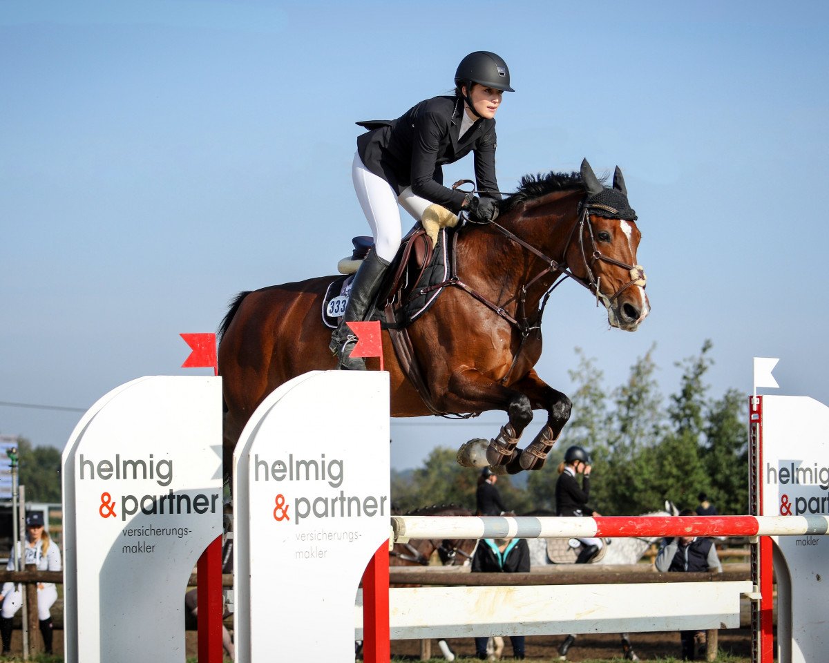 Springpferd Colladi D (Westfale, 2008, von Collado)