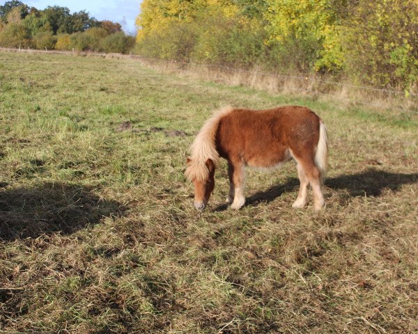 Springpferd Immo aus dem Wendland (Shetland Pony, 2016, von Isidor PrH*)