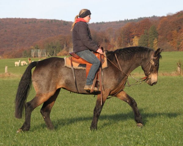 Pferd Corglass Susan (Connemara-Pony, 2012)