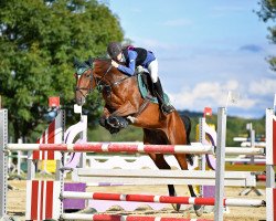 jumper Horse Gym's Carlsen (Bavarian, 2008, from Carinjo)