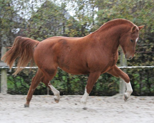 stallion LAMARO (Freiberger, 2014, from Larson de la Corbaz)
