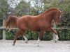 stallion LAMARO (Freiberger, 2014, from Larson de la Corbaz)