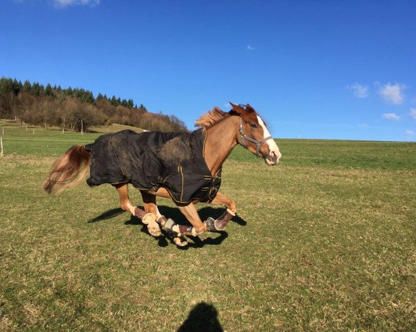 broodmare Umina 2 (Hanoverian, 2010, from Uccello)