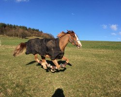 broodmare Umina 2 (Hanoverian, 2010, from Uccello)