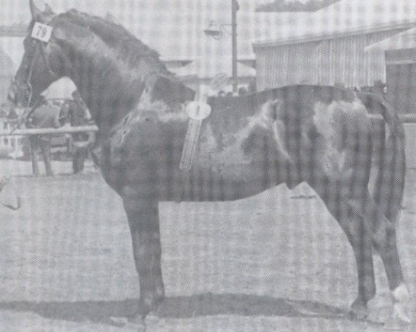 horse Meisterlaeufer II (Holsteiner, 1935, from Meisterschuss)
