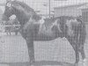 stallion Meisterlaeufer II (Holsteiner, 1935, from Meisterschuss)