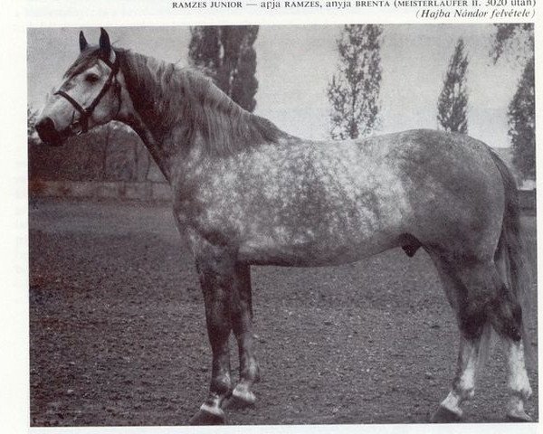 Deckhengst Ramzes Junior (Holsteiner, 1961, von Ramzes AA)