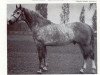 stallion Ramzes Junior (Holsteiner, 1961, from Ramzes AA)