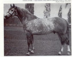 stallion Ramzes Junior (Holsteiner, 1961, from Ramzes AA)