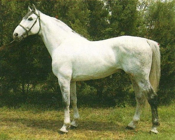 Deckhengst Merano I (Holsteiner, 1979, von Merano)