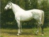 stallion Merano I (Holsteiner, 1979, from Merano)