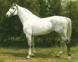 stallion Merano I (Holsteiner, 1979, from Merano)