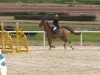 jumper Alco de Laubry (Belgian Warmblood, 2000, from Galoubet A)