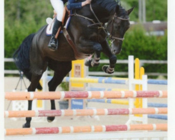 Springpferd Jorlando de Laubry (Belgisches Warmblut, 2009, von Indoctro)