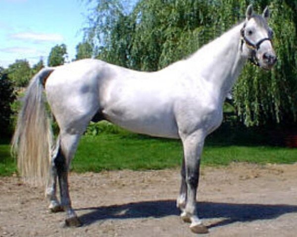 stallion Forever (Dutch Warmblood, 1987, from Voltaire)