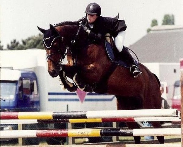 Zuchtstute Roxane van het Lambroeck (Belgisches Warmblut, 1994, von Nabab de Rêve)