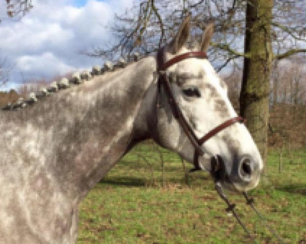 Springpferd Lolo de Laubry (Belgisches Warmblut, 2011, von President)