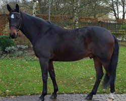 dressage horse Tabalugo (Oldenburg, 2012, from Totilas)