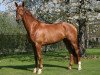 broodmare Fried Vita (Westphalian, 2008, from Friedensritter)