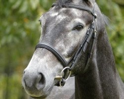 dressage horse Dancing Inwhite (Westphalian, 2007, from Dancing Dynamite)