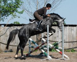 jumper Gallardo P (Hanoverian, 2005, from Goodman)