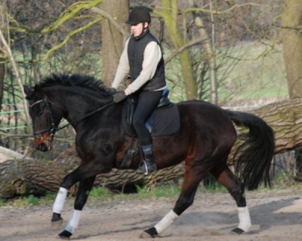 broodmare Luca (Hanoverian, 1997, from Lavauzelle AA)