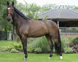 dressage horse Daitokai (Westphalian, 2010, from Daressalam 4)