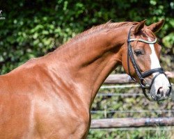 broodmare Emily Rose 2 (Rhinelander, 2011, from Estobar NRW)