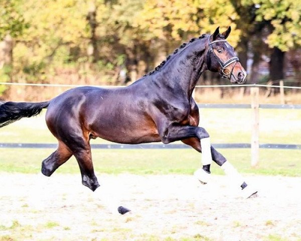stallion FHM (Hanoverian, 2014, from Fürst Wilhelm)