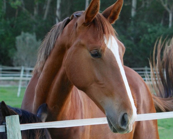 Springpferd Neuland Scarlett (Oldenburger, 2013, von Centadel)