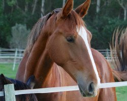 horse Neuland Scarlett (Oldenburger, 2013, from Centadel)